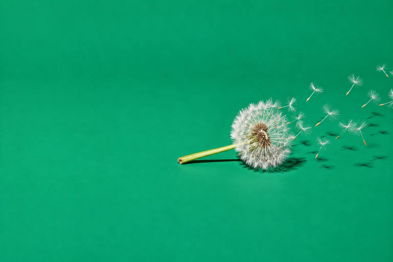 A dandelion seed head releasing a stream of seeds that drift away across a green floor